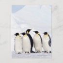 Search for penguin postcards Animal