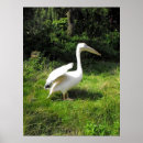 Search for pelican posters Nature