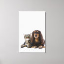 Search for doxie photography Animals