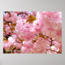 Search for cherry blossom posters Sakura