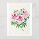 Search for azalea postcards Vintage