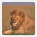 Search for kenya lion stickers Mammal