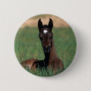 Search for lying down badges Equestrian