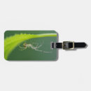 Search for spiders accessories Wildlife