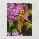 Search for grasshoppers postcards Animal