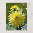 Search for yellow blossoms postcards Nature