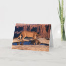 Search for lion and cub cards Nature