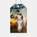 Search for ranch Sunflowers