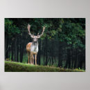 Search for fallow posters Nature