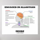 Search for endocrin posters Anatomy
