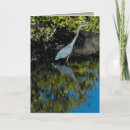 Search for great blue heron cards Photography