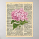 Search for vintage hydrangea posters Illustration