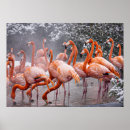 Search for american flamingo posters Wading bird