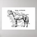 Search for horse anatomy posters Horses