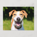 Search for funny animal photo postcards Wildlife