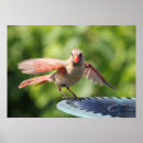 Search for female cardinal art Nature