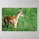 Search for impala Cute