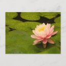 Search for summer rain postcards Nature