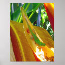 Search for gecko posters Tropical