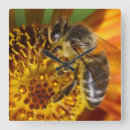 Search for honey bee clocks Beekeeper