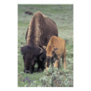 Search for calf posters Wyoming