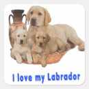Search for labrador retriever square stickers Puppy