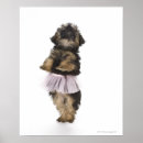 Search for tutu posters Animal