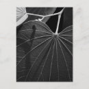 Search for leaf vein postcards Plant