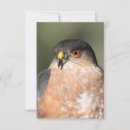 Search for sharp shinned Bird of prey