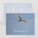 Search for red tails photography Nature