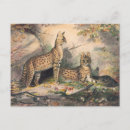 Search for serval postcards Wildlife