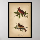 Search for vintage cardinals posters Ornithology