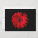 Search for red daisy cards Bouquet