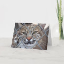 Search for lynx cards Bobcat