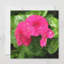 Search for macro photography cards Garden