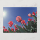 Search for lowe postcards View