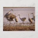 Search for grus canadensis Animal