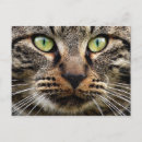 Search for stray postcards Cat
