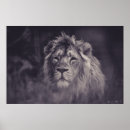 Search for lion photography posters Black