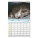 Search for cats photography Stylish