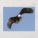 Search for prey postcards Patriotic