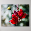 Search for nectar posters Garden