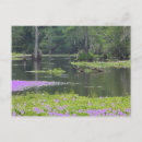 Search for swamp postcards Turtles