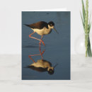 Search for shorebird cards Birding