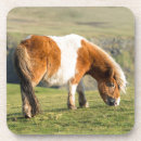 Search for pony coasters Equine