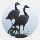 Search for canada geese stickers Birds