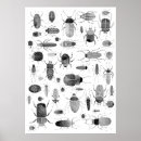 Search for halloween insect posters Nature