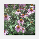 Search for coneflower magnets Purple