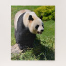 Search for panda puzzles Mammal