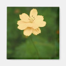 Search for harmonious magnets Yellow